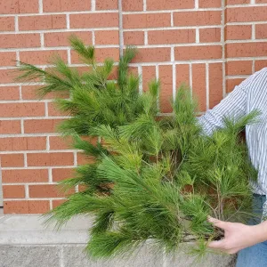 white pine branch bundles